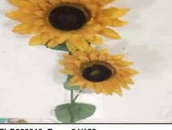 DRIED LONG STEM SUNFLOWER X2
