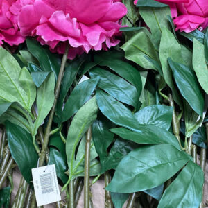 LONG STEM SINGLE PEONY PINK