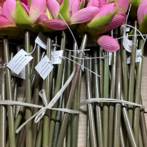 LOTUS PINK long stem big