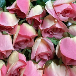 LONG STEM SINGLE STYLE ROSE pink