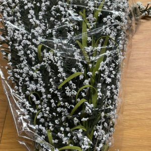 LONG STEM Babys Breath WHITE