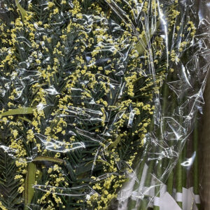 YELLOW Babys Breath LONG STEM